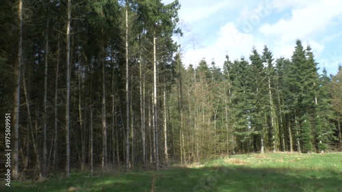 Point of view shot of a dirt path winding through a dense pine forest with sunlight filtering through the tall evergreen trees on a clear spring day.