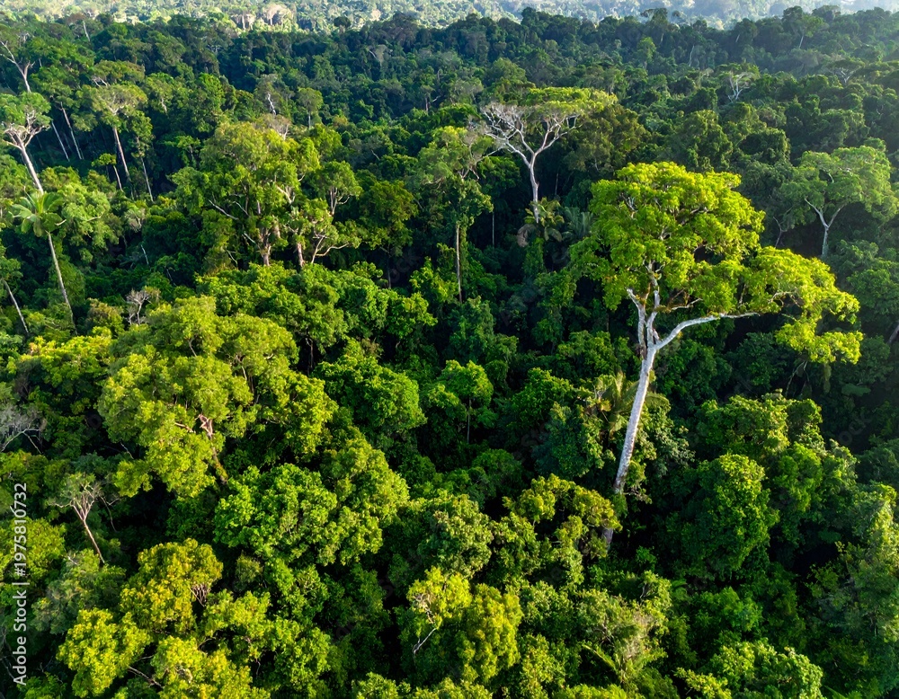Obraz premium Lush green rainforest canopy from above, a vibrant ecosystem teeming with life