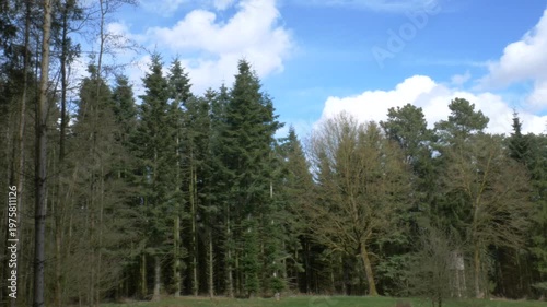 Point of view shot of a dirt path winding through a dense pine forest with sunlight filtering through the tall evergreen trees on a clear spring day.