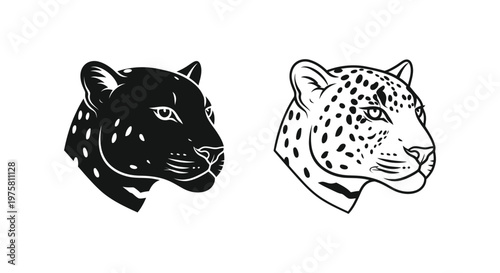 Black Leopard vs Spotted Leopard Striking Feline Illustrations Vector