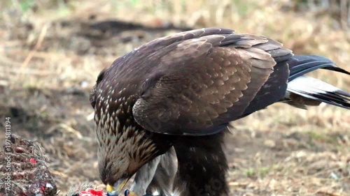 Witness a majestic Golden Eagle feeding on its freshly caught prey. The large bird is on the ground, consuming its meal in a wild, open area