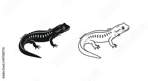 Cute Sketches Amphibians Newt vs Salamander Drawing Guide Vector