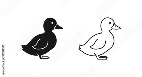 Duck Gender Difference Illustration Guide Vector
