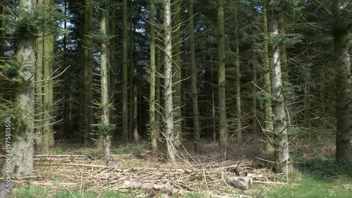 Point of view shot of a dirt path winding through a dense pine forest with sunlight filtering through the tall evergreen trees on a clear spring day.