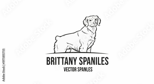 A stylized line drawing of a Brittany Spaniel dog, presented on a white background