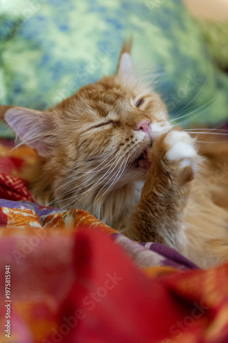 Maine Coon Katze bei der Fellpflege