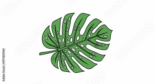 A green monstera leaf with natural holes and splits