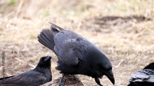 Black raven stands on dry earth, carefully observing its wild surroundings in bright daylight. Part of another raven is also visible in this natural setting