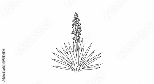 Black and white sketch of a flowering yucca plant with spiky leaves