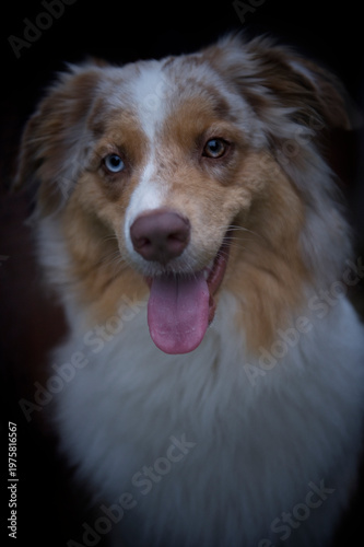Porträt eines Australian Shepherd