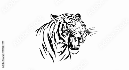 Fierce black and white tiger portrait, roaring with fangs bared