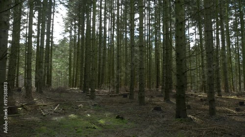 Point of view shot of a dirt path winding through a dense pine forest with sunlight filtering through the tall evergreen trees on a clear spring day.