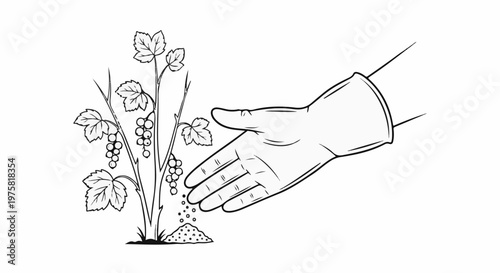 Hand wearing glove sprinkles fertilizer on a berry plant