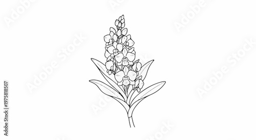Delicate line drawing of a blooming orchid with buds and leaves