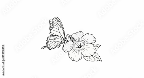 Delicate butterfly rests on a blooming hibiscus flower, delicate line art