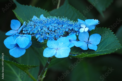 植物　自然　風景　花　夕方　公園	