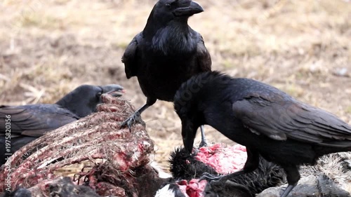 Two ravens actively consume a large animal carcass. The birds pull at exposed flesh and bones from the remains. This feeding activity takes place outdoors on dry, sparse ground