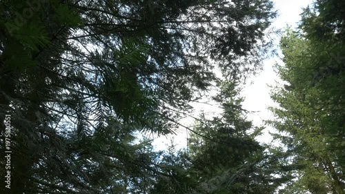 Point of view shot of a dirt path winding through a dense pine forest with sunlight filtering through the tall evergreen trees on a clear spring day.