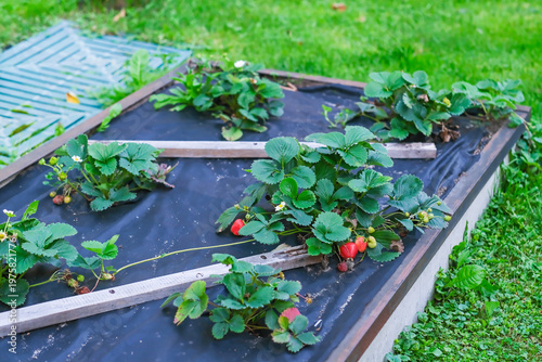 Moscow, Russia, 23.03.2026. Strawberry plants growing in a raised garden bed with weed control fabric. Home gardening and organic farm concept for summer.