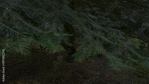 Close-up of dark green evergreen fir branches in a dense forest, with a low-angle view of the forest floor covered in moss and dry needles in the background.