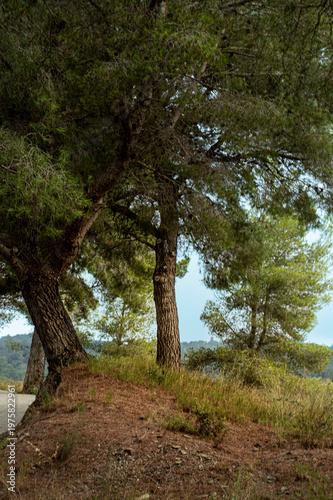 arboles con iluminación