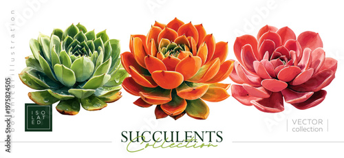Hand drawn set of echeveria succulents. Vectorized hand drawn gouache illustrations. Illustrations in the style of vintage painting and botanical illustration