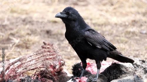 Observe a wild raven standing on a partially consumed animal carcass. This intelligent bird scavenges for food in a dry, open natural environment