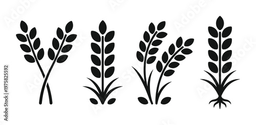 Set of black wheat and rice icons. Minimalist vector illustration of cereal grain for an organic food logo, agriculture symbol, or farm branding. Simple plant silhouette.