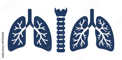 A set of blue vector icons showing the human lungs, bronchi, and trachea. A clean, anatomical illustration for medical, health, and science concepts.