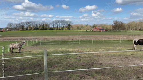 Wide shot of horses grazing in a fenced green pasture near a traditional farmhouse under a blue sky with fluffy white clouds on a sunny spring day.