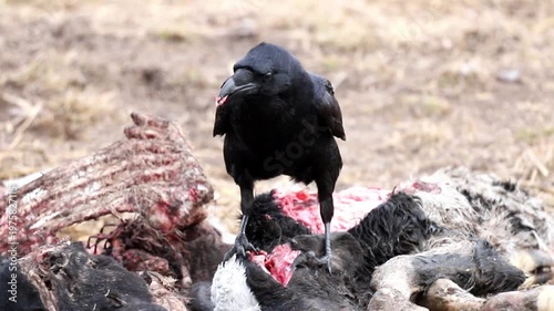 A raven tears into the flesh of a dead animal carcass, surrounded by other remains, in a dry, sun-drenched field. It scavenges for sustenance during the day