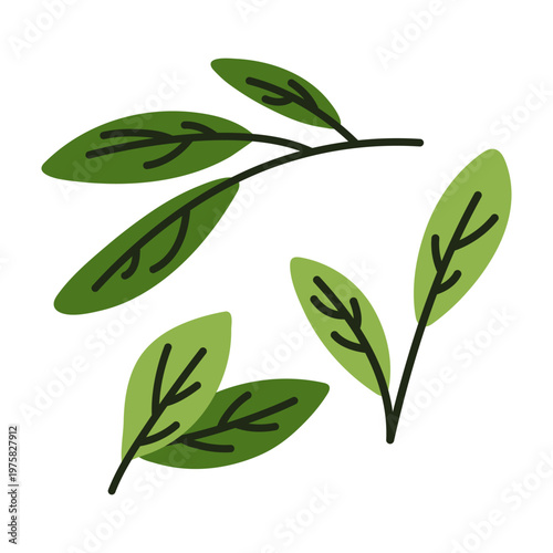 Organic green tea leaves hand drawn illustration. Fresh tea foliage for matcha production, herbal detox, and natural wellness. Simple vector graphic isolated on white background.