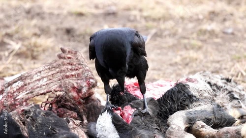 A raven vigorously tears meat from a dead calf carcass lying in an open, dry field. The bird is actively feeding as a scavenger during the day