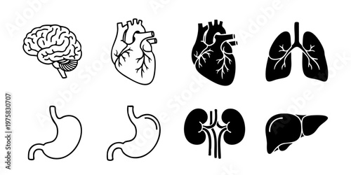 Anatomical illustration of human brain, heart, lungs, stomach, kidneys, and liver in medical context