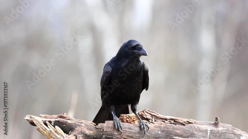 A lone raven sits on a rough, dead tree branch in a forest. The black bird looks to the left, showing its powerful beak and dark feathers. It is a quiet moment in nature