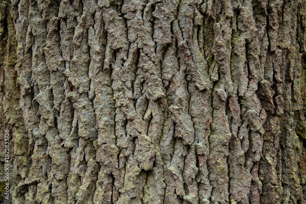 Obraz premium Oak Bark Texture Background – Rough Deep Grooved Tree Bark Surface