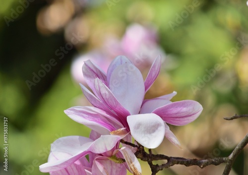 Magnolia in Blüte in Csorna, Nahaufnahme