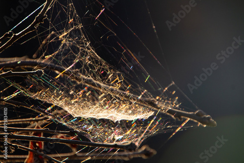 Spider and web with nature light prism, dark defocused background with copy space. 