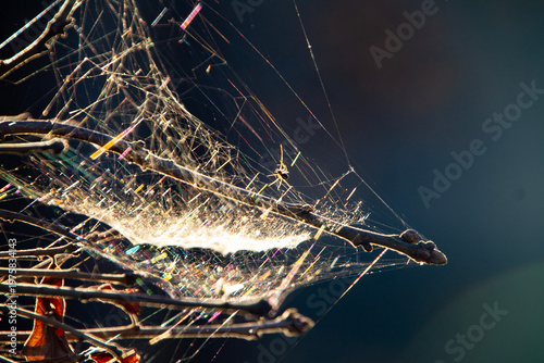 Spider and web with nature light prism, dark blue defocused background with copy space