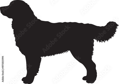 Tableau sur toile Bernese Mountain Dog in silhouette on white background..