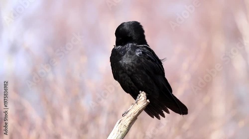 Black raven rests on a strong bare branch. Head is tucked low, preening dark feathers. Softly blurred background with muted natural colors indicates an outdoor habitat during daylight hours
