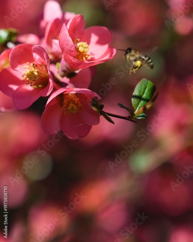 Bee on a flower in the Garden 