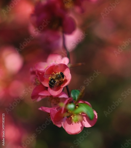 Bee on a red flower