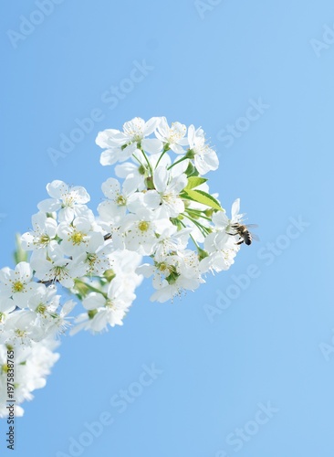 White cherry blossom with bee