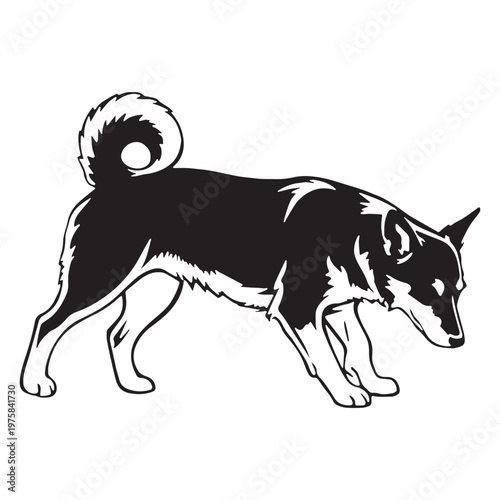 Norwegian, Buhund, Nordic, Spitz, Agile, Energetic, Loyal, Intelligent, Active, Herding, Farm, Working, Friendly, Alert, Brave, Playful, Devoted, Compact, Strong, Versatile, Watchdog, Confident.