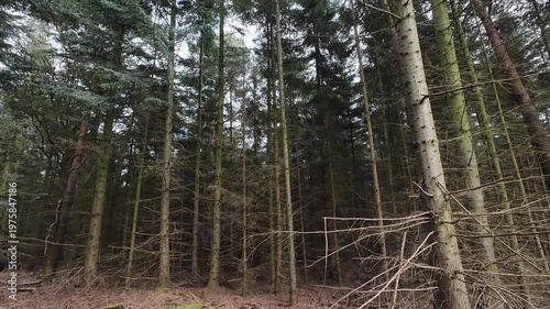 Point of view shot of a dirt path winding through a dense pine forest with sunlight filtering through the tall evergreen trees on a clear spring day.