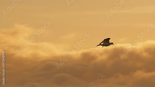 Majestic Bird in Flight Against a Golden Sunset Sky