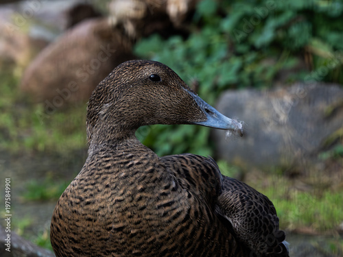 Konstfotografi Female common eider duck preening feathers in natural habitat