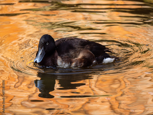 Rare male baer's pochard duck swimming in golden water