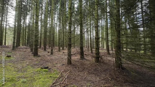 Point of view shot of a dirt path winding through a dense pine forest with sunlight filtering through the tall evergreen trees on a clear spring day.